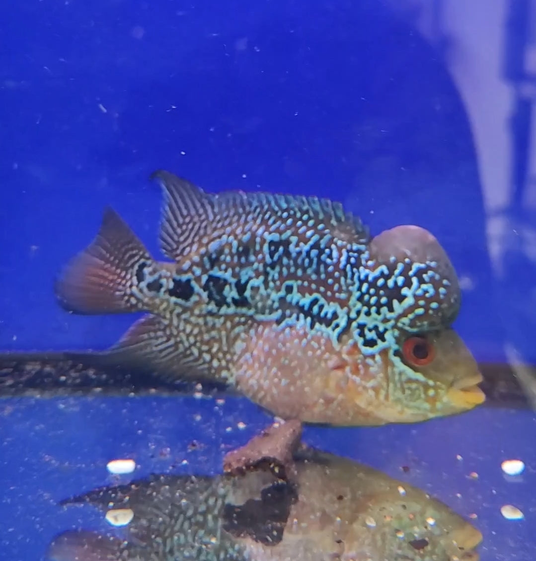 Flowerhorn (Cencu x Super Red Dragon) C20 VincenzosAquatics