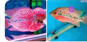 General Care: Sexing your flowerhorn