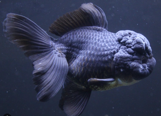 Black oranda goldfish care hotsell