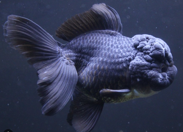ORANDA (BLACK) GOLDFISH – VincenzosAquatics - Main Image