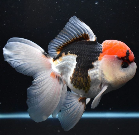 Orders goldfish oranda