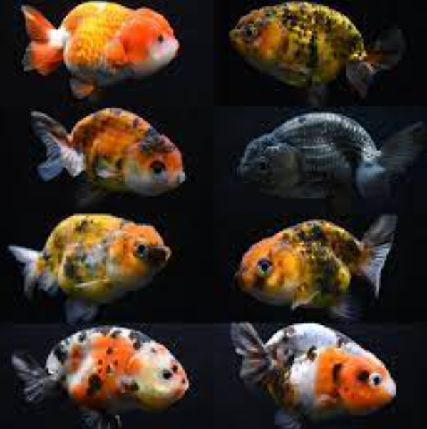 RANCHU (ASSORTED) GOLDFISH – VincenzosAquatics