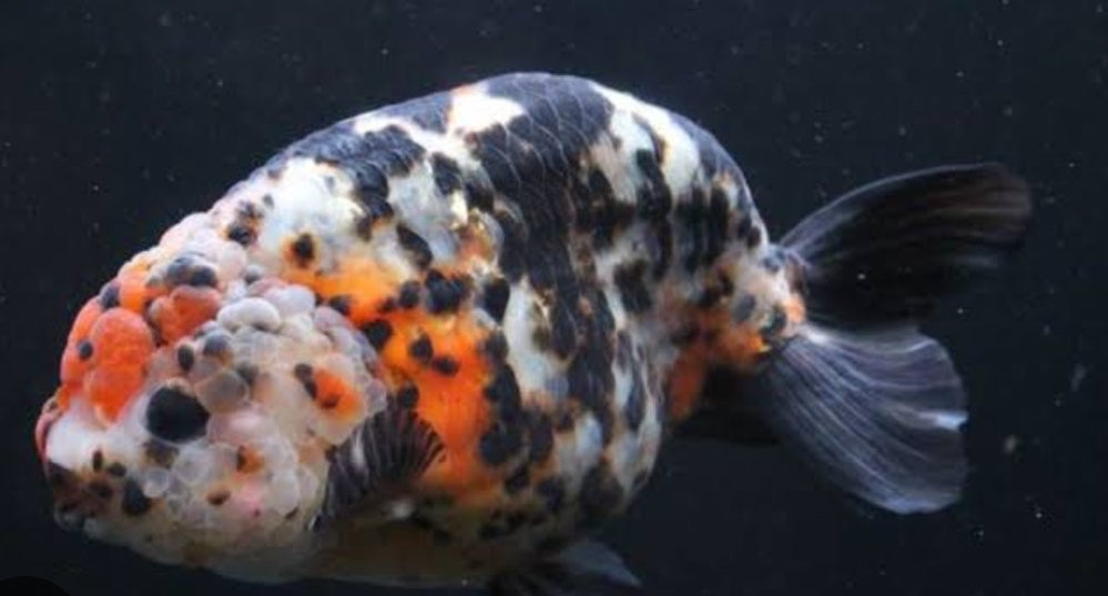 RANCHU (CALICO) GOLDFISH – VincenzosAquatics