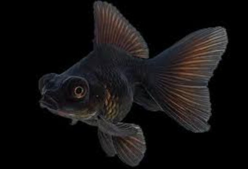 BLACK MOOR GOLDFISH – VincenzosAquatics